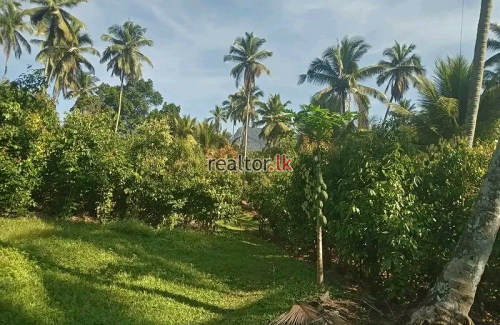 82.5 Acres Mixed Plant Estate For Sale At Matale