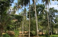 Land For Sale In Watareka Padukka