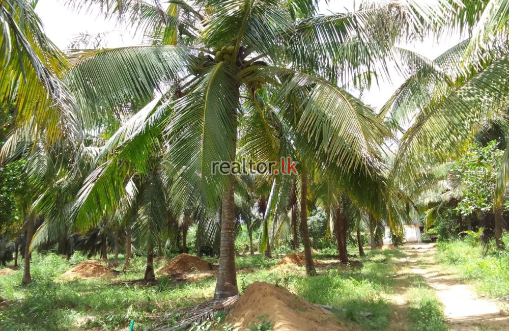 Coconut Estate For Sale At Wanathavilluwa