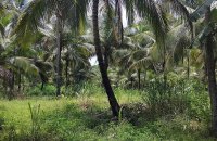 Coconut Estate In Melsiripura Kurunegala