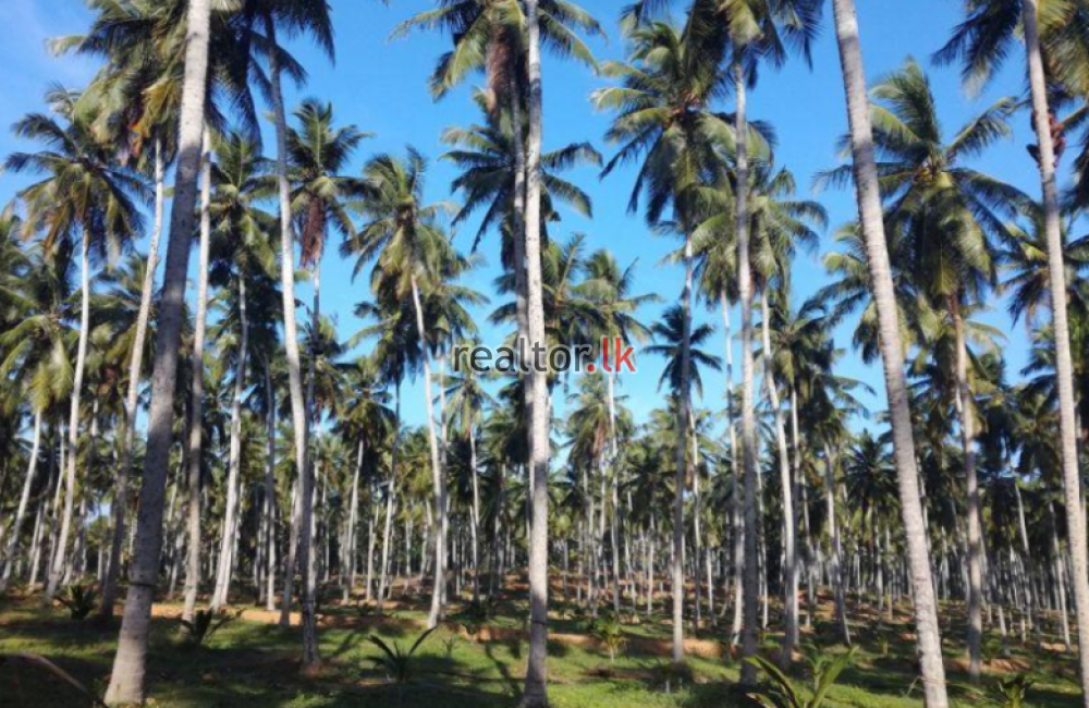 Coconut Estate For Sale In Kirimetiyana Dankotuwa