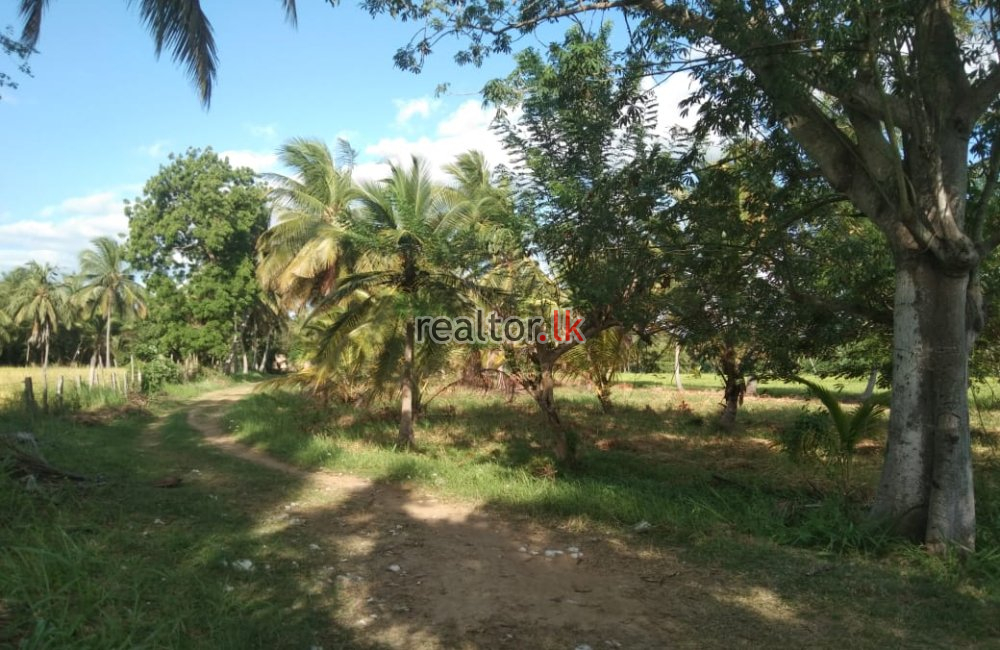 Coconut Estate For Sale At Madagalla Ibbagamuwa