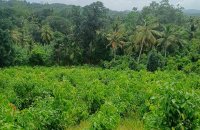 Land For Sale At Ahangama Galle