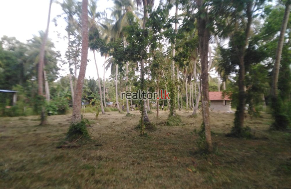 Marawila Coconut Land For Sale
