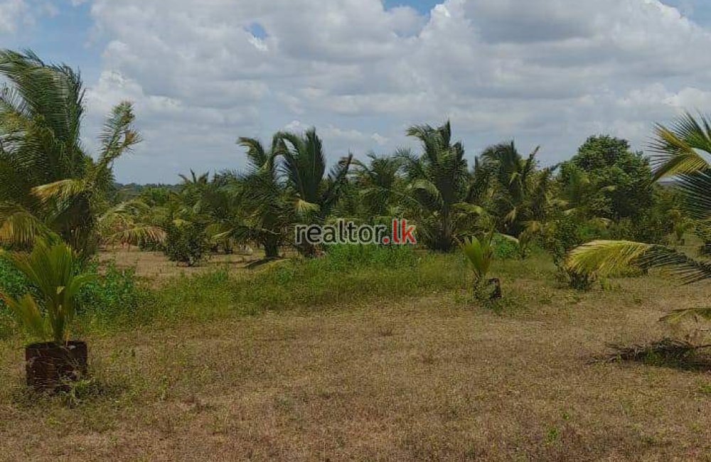 Coir Fiber Factory For Sale In Wariyapola