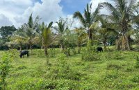 Bare Land For Sale In Kaduwela