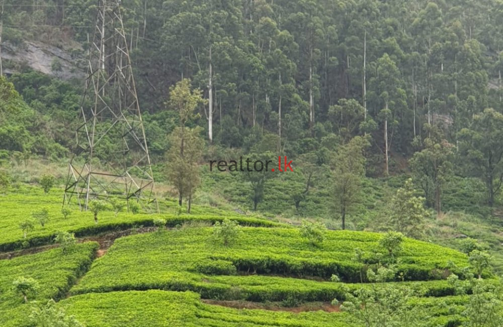 Dayagama  Tea Estate For Sale