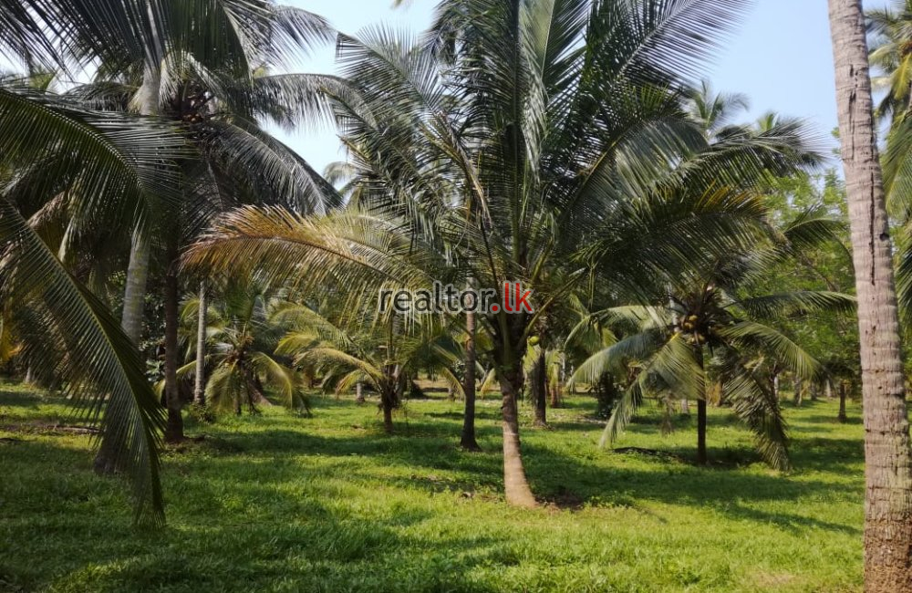 Facing Maha Oya Negombo Land For Sale