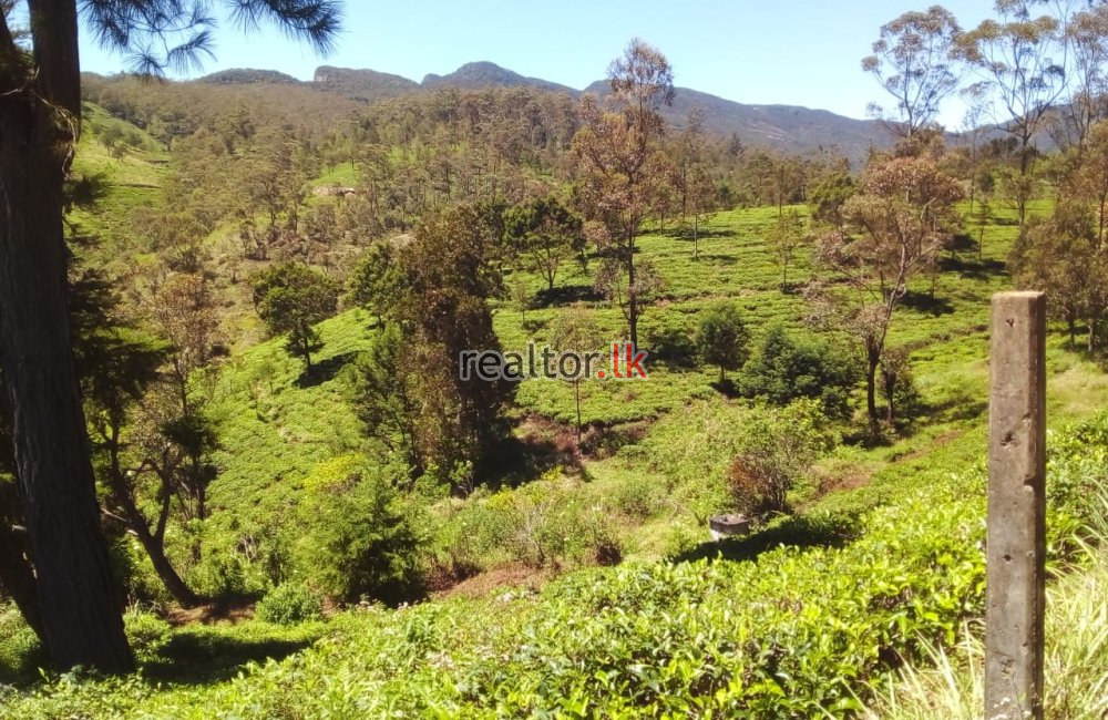 Tea Estate For Sale At Hewahata