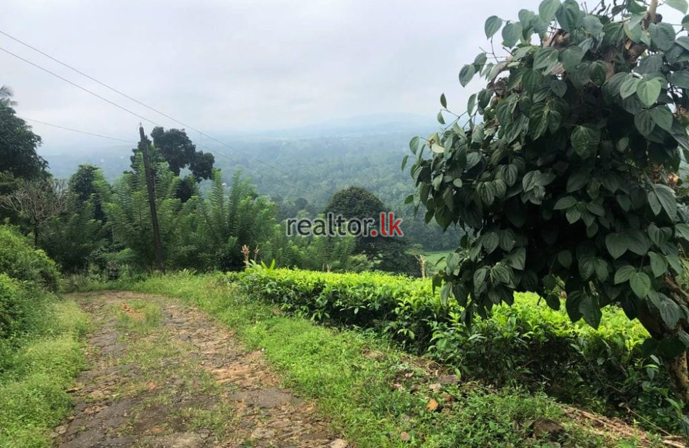 Prime Mixed Plant Estate For Sale In Kuruwita