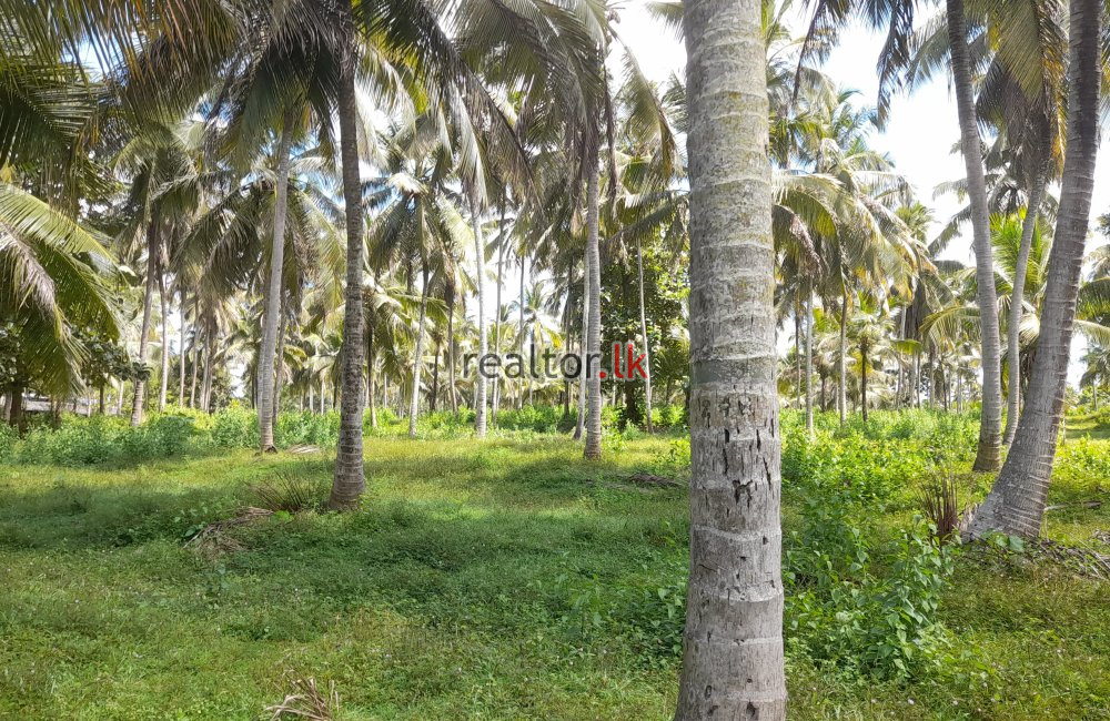 Coconut Estate For Sale At Horombawa Kuliyapitiya