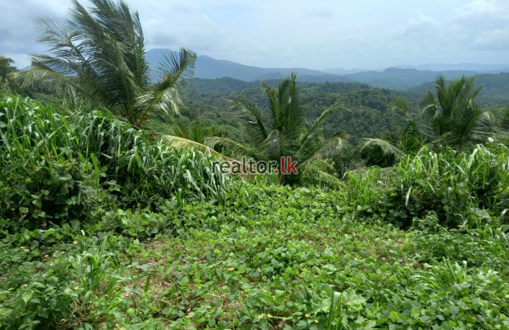 Mixed Estate For Sale In Dodangaslanda Kurunegala
