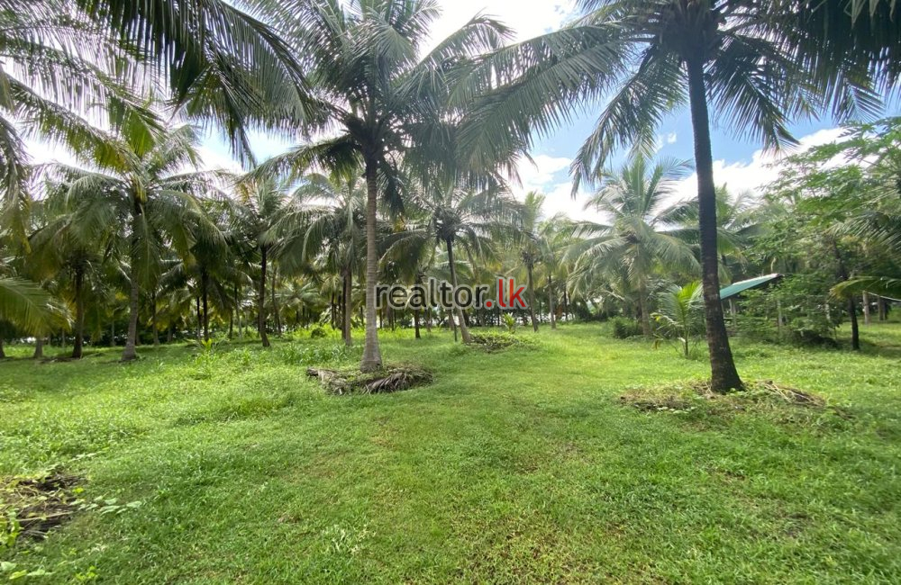 Coconut Estate At Dambulla Rd Kurunegala