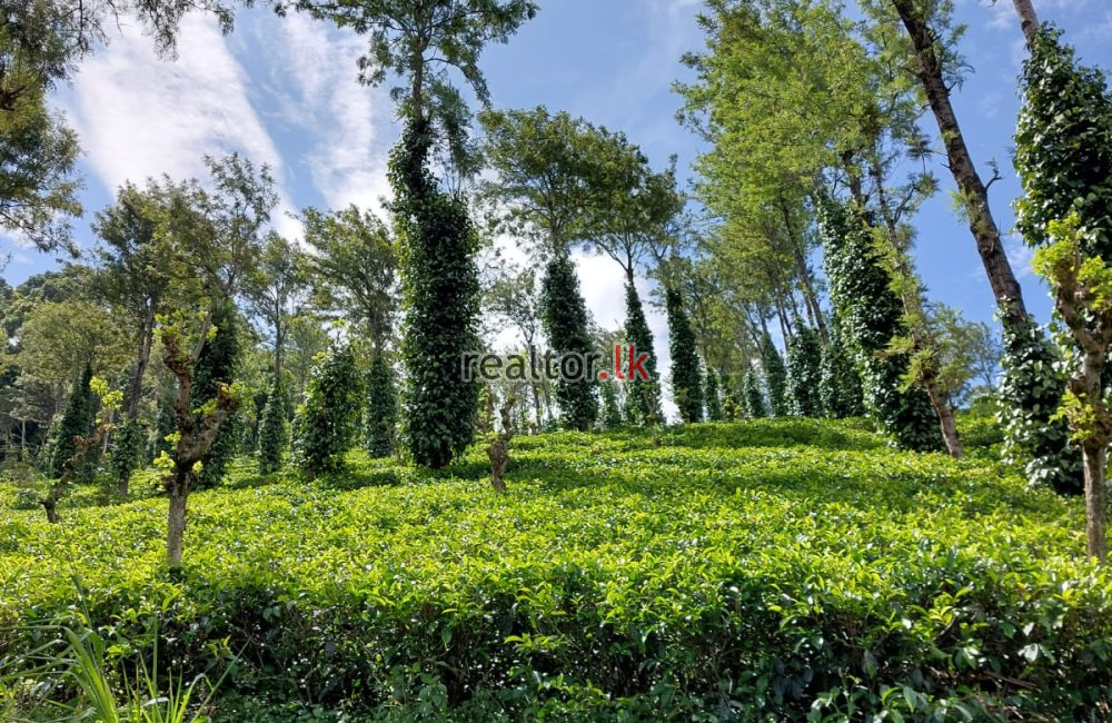 Tea Estate At Galaha