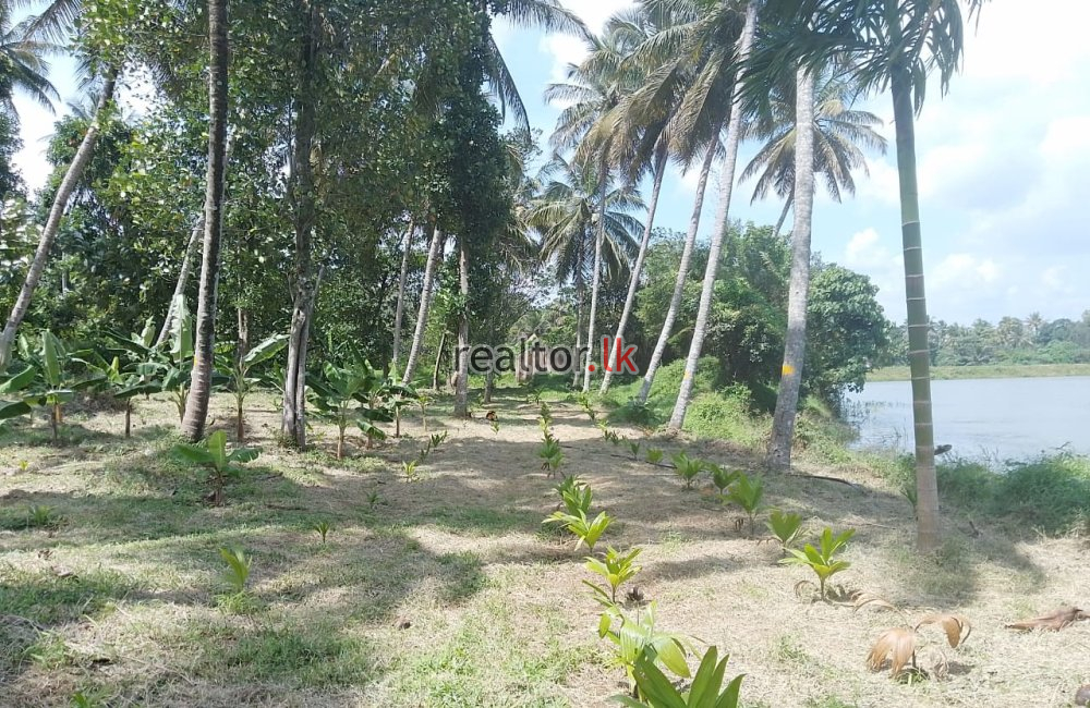 Lakefront Coconut Estate At Millawana Matale