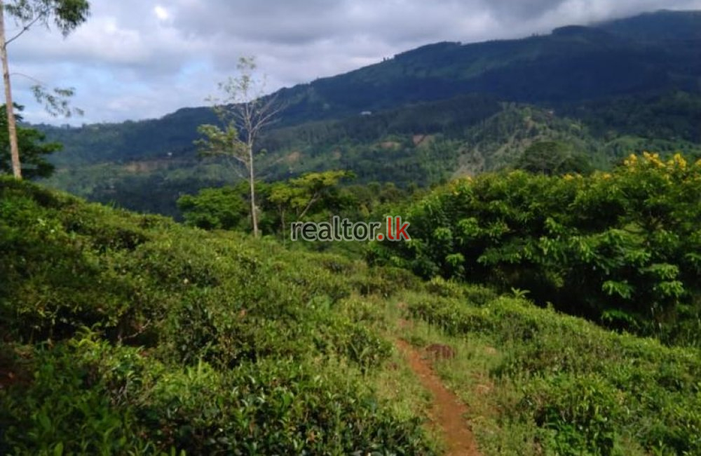 Tea Estate For Sale At Panvila Kandy