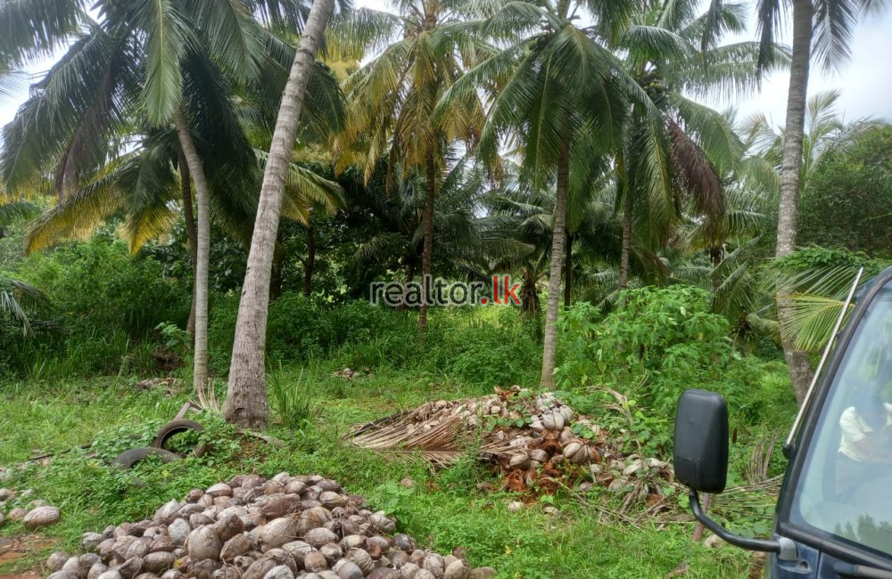 Coconut Estate For Sale At Dodangaslanda