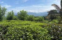 Fertile Estate For Sale Bulathkohupitiya Kegalle