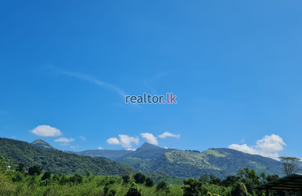 Mixed Plant Estate For Sale At Matale