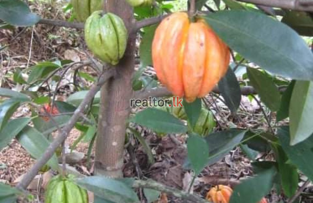 Coconut Estate For Sale At Narammala Kurunegala