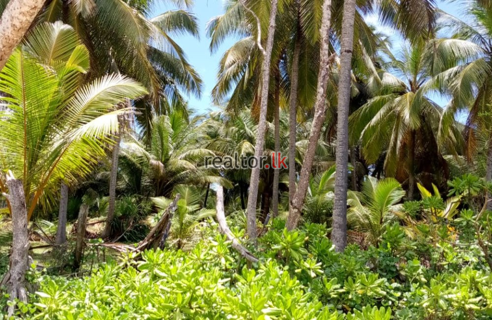 Beachfront Land For Sale In Kahandamodara Ranna