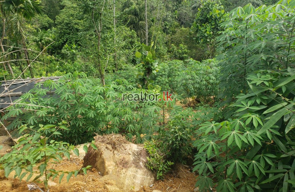 Half Cultivated Estate For Sale At Ingiriya