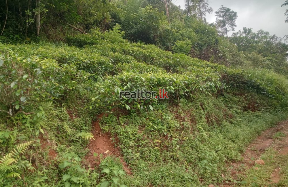 Mixed Estate In Parakaduwa Rd Eheliyagoda