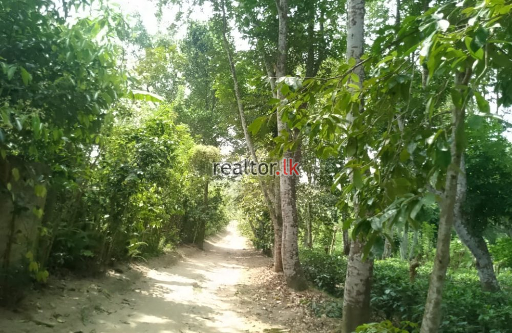 Land For Sale In Ahangama