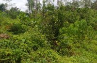 Rubber Estate With Factory Sale In Eheliyagoda