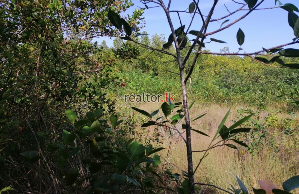 Facing Madu River Land For Sale