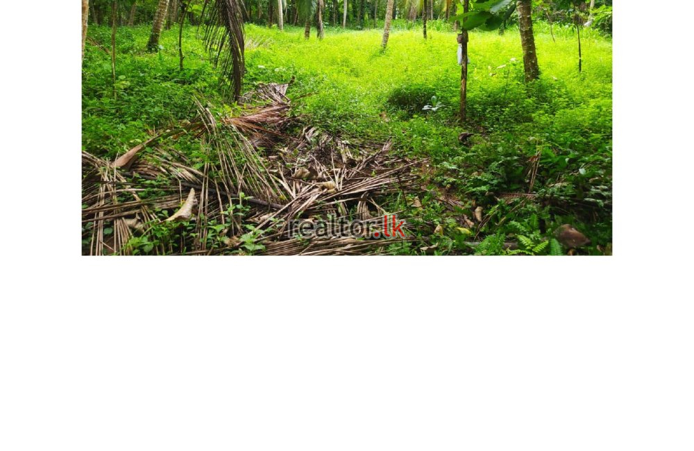 153 Perches Land For Sale In Alawwa