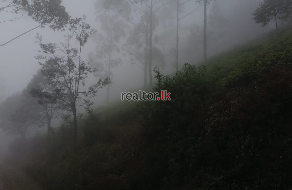 Scenic Deltota Tea Estate Property For Sale