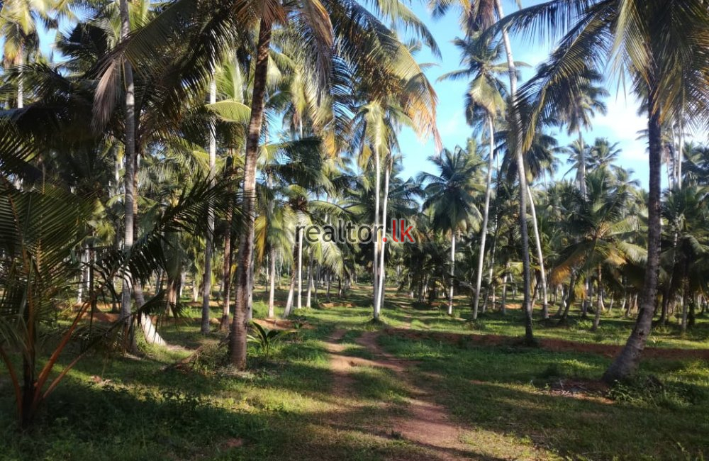 45 Acres Coconut Estate For Sale In Dankotuwa