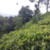 Nawalapitiya Tea Estate For Sale