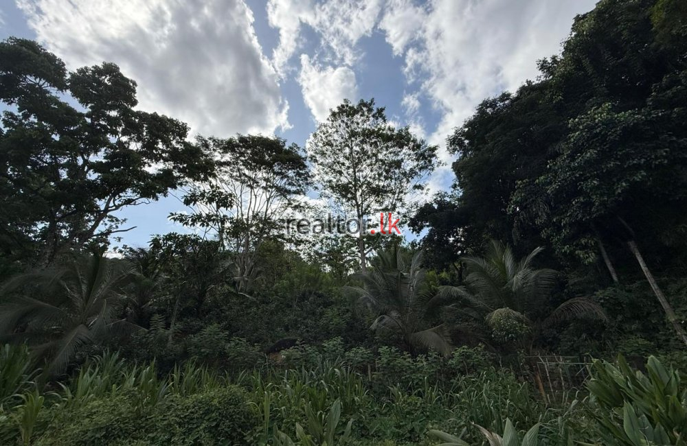 Tea Estate For Sale In Kottawa Galle
