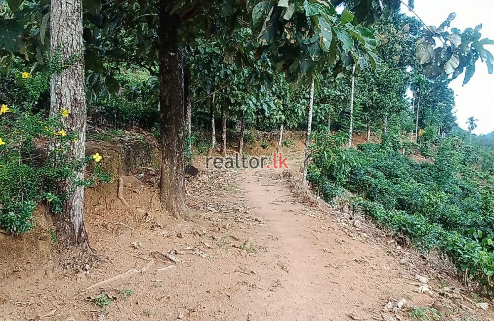 Mixed Plant Estate For Sale At Dehiowita