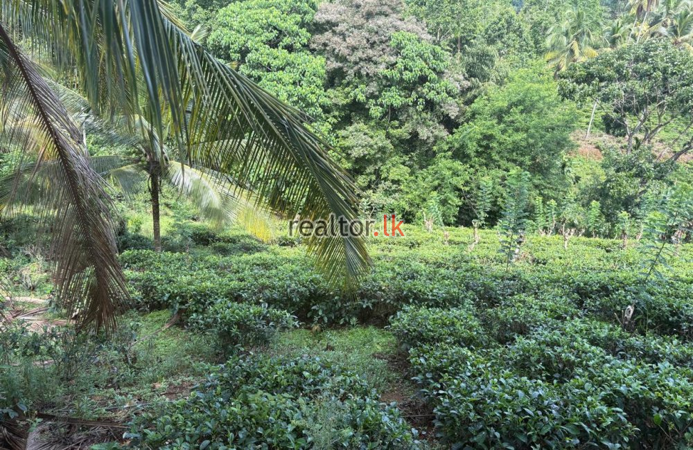 Fertile Estate For Sale Bulathkohupitiya Kegalle