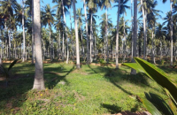 Coconut Estate For Sale In Kirimetiyana Dankotuwa