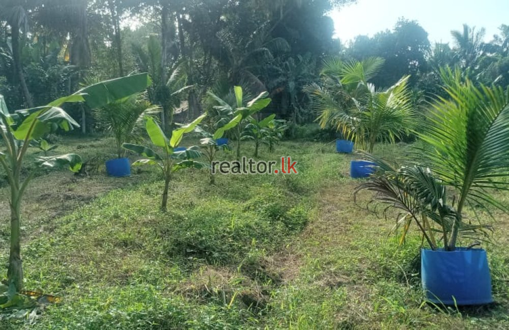 Coconut Estate Available For Sale At Kurunegala