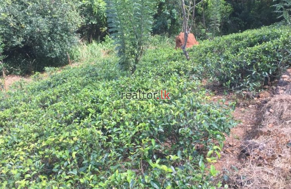 Tea Estate For Sale At Hewaheta