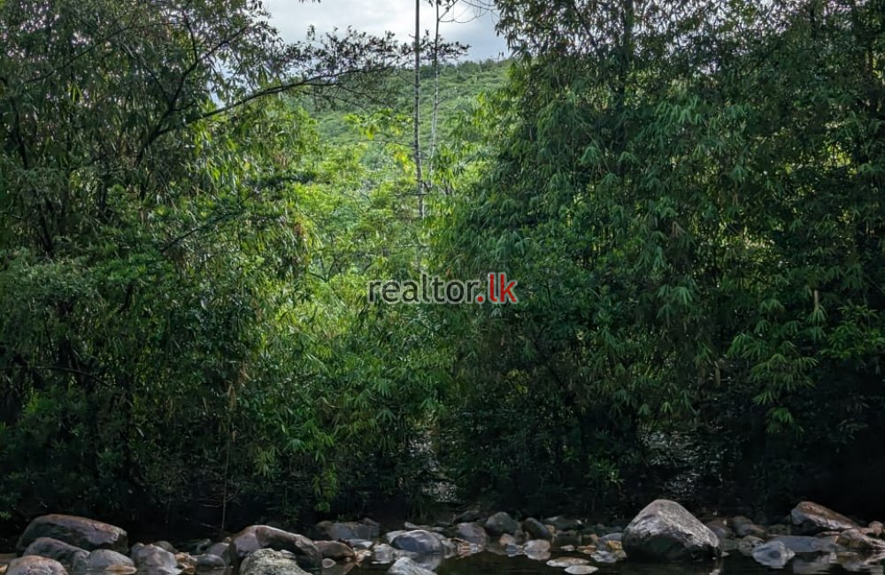 Tea Estate For Sale In Hiniduma Galle