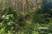 Scenic Land For Sale At Ahangama