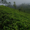 Nuwara Eliya Tea Estate For Sale