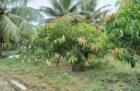 Mix Plant Estate For Sale At Puttalam