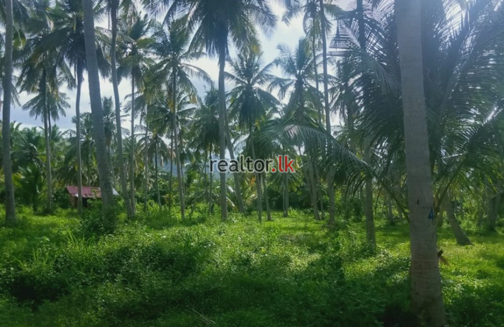 Coconut Estate For Sale At Wellawa