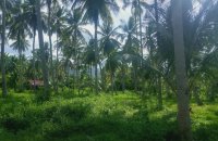 Coconut Estate For Sale At Wellawa