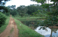 Prime Mixed Plant Estate For Sale In Mahiyangana