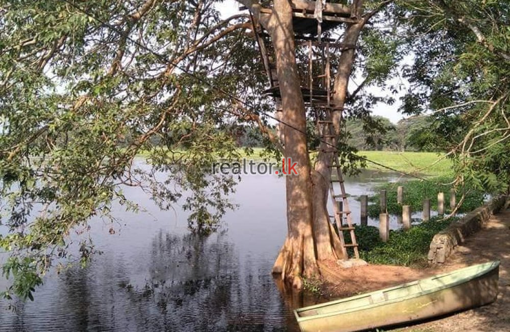 Estate For Sale At Anuradhapura