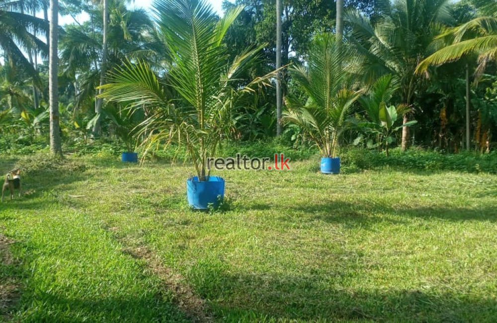 Coconut Estate Available For Sale At Kurunegala