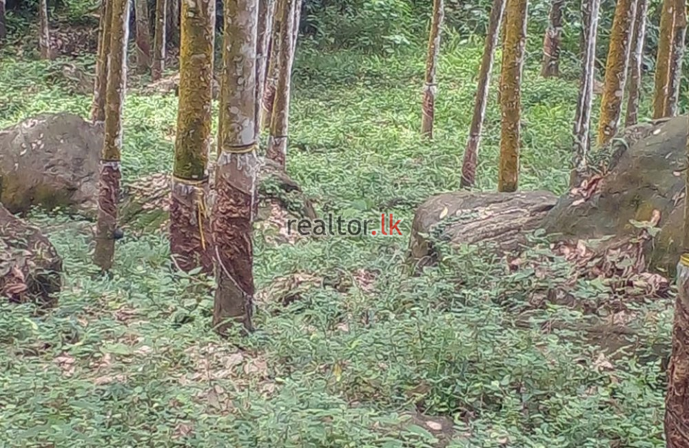 Rubber Estate With Factory Sale In Eheliyagoda